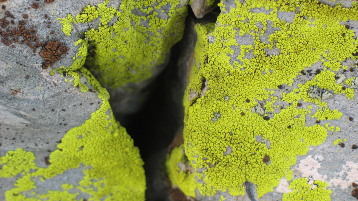 Lichen-covered granite in Yosemite National Park. Photo by Ben Young Landis.