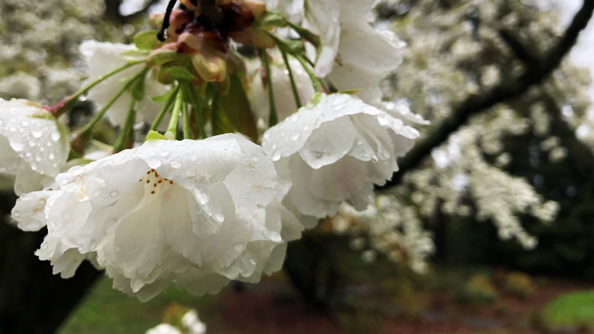 Blossoms adorned with raindrops, seen on the campus of Reed College in Portland, Oregon. (Photo: Ben Young Landis)